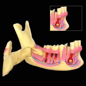 Zobu Mandibular Zobu Demonstrēšanas Anatomijas Pacientu Studiju Mācību Modelis