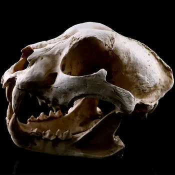 Reāli Suns Suņiem Galvaskausa Modeli, Sveķu Skelets Medicīnas Mācību Skulptūru Balts