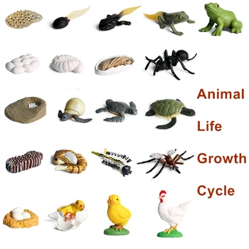 16 Komplekti Simulācijas Kukaiņi, Dzīvnieku, Augu, Sēklu Aprites Izaugsmes Ciklu Modelis Mini Varde, Vistas Gliemezis, Bruņurupucis Bioloģijas Bērniem Izglītības Rotaļlietas